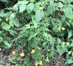 Hieracium paniculatum