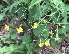 Hieracium paniculatum