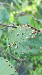 Eriophyes alniincanae