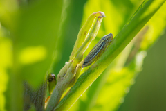 Graphocephala hieroglyphica