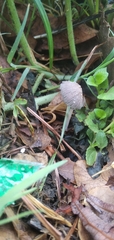 Basidiomycota