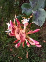 Lonicera periclymenum