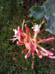 Lonicera periclymenum