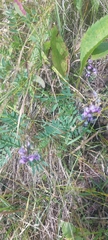 Oxytropis glabra