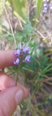 Oxytropis glabra