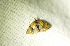 Philedone gerningana