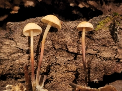 Marasmius delectans