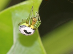 Bijoaraneus