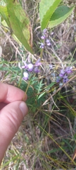 Oxytropis glabra