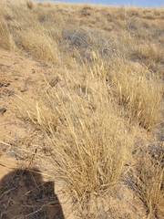 Agropyron desertorum
