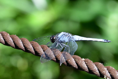 Orthetrum melania melania