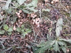 Coprinellus disseminatus