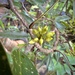 Arthroclianthus angustifolius - Photo (c) Nicolas Rinck, some rights reserved (CC BY-NC), uploaded by Nicolas Rinck