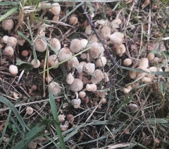 Coprinellus disseminatus