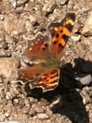 Polygonia faunus