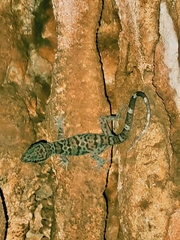 Cyrtodactylus tigroides