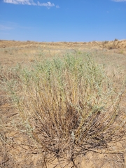 Artemisia lercheana