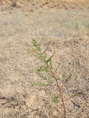 Artemisia arenaria