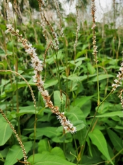 Persicaria orientalis