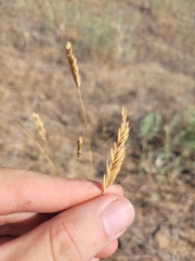 Agropyron desertorum