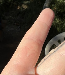 Haemorhous purpureus californicus