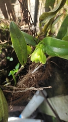 Epidendrum vulgoamparoanum
