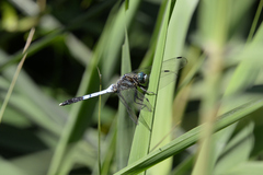 Orthetrum albistylum