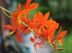 Prosthechea vitellina