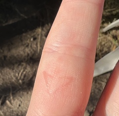 Haemorhous purpureus californicus