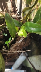 Epidendrum vulgoamparoanum