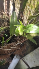 Epidendrum vulgoamparoanum