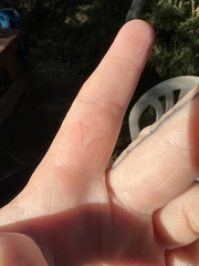 Haemorhous purpureus californicus