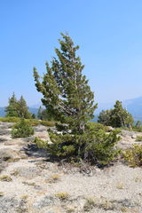Juniperus grandis