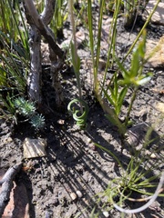 Thelymitra uliginosa
