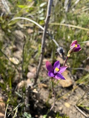 Thelymitra uliginosa