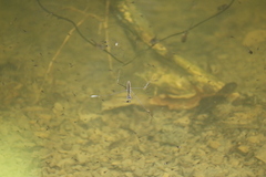 Aquarius elongatus