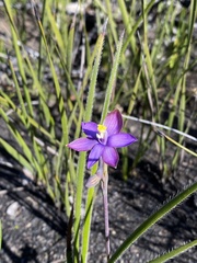 Thelymitra uliginosa