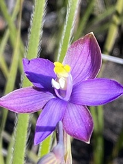 Thelymitra uliginosa