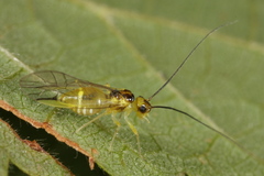 Stenopsocus stigmaticus