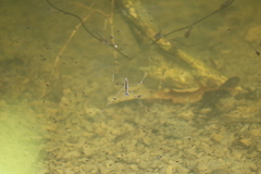Aquarius elongatus