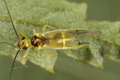 Stenopsocus stigmaticus