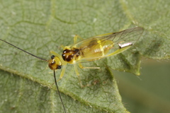 Stenopsocus stigmaticus