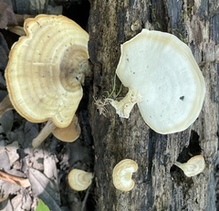 Microporellus obovatus