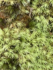 Leucobryum juniperoideum