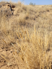 Agropyron desertorum