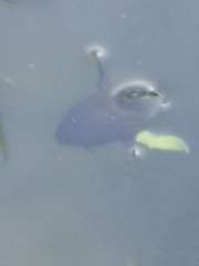 Megadytes