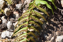 Polystichum imbricans