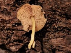 Pluteus austrofulvus