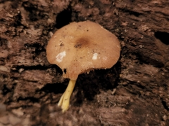 Pluteus austrofulvus