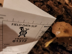 Pluteus austrofulvus